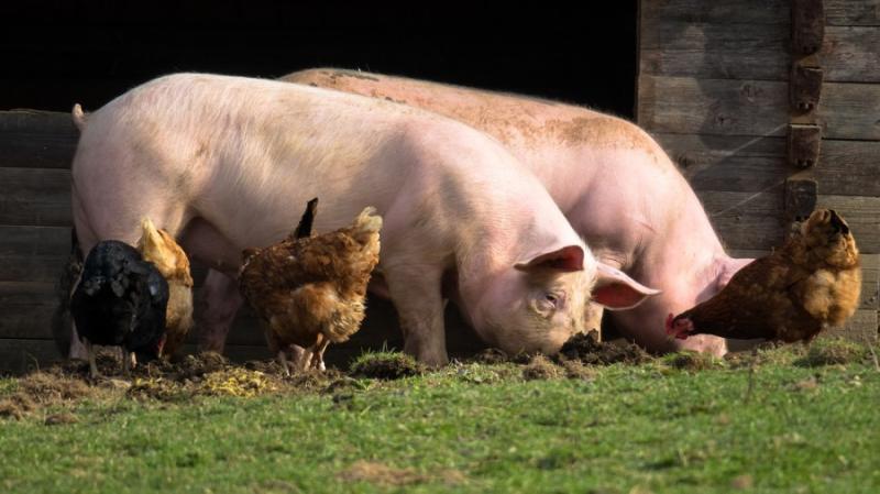 Уряд обмежить застосування антибіотиків в тваринництві