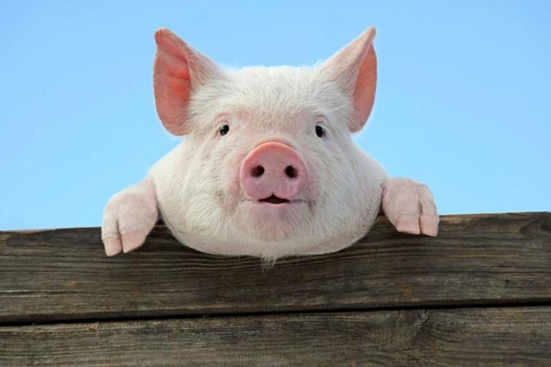 Тваринники вимагають відкрити ринок експорту свинини до Китаю