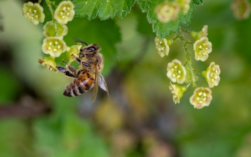 У селі на Закарпатті загинуло до 50% бджіл