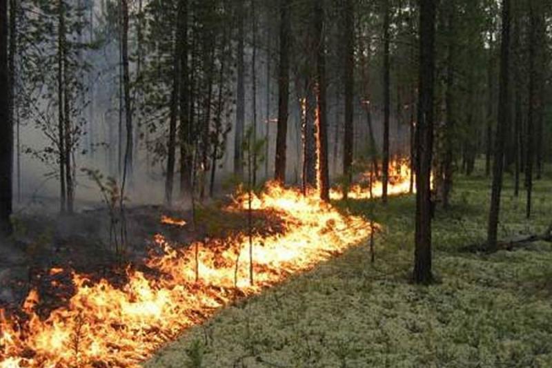 Підпал сухої трави спричинив пожежу у заповіднику на Рівненщині 