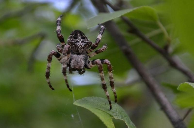 Багато дослідників спрямовують зусилля на створення препаратів з інсектицидною отрутою павука