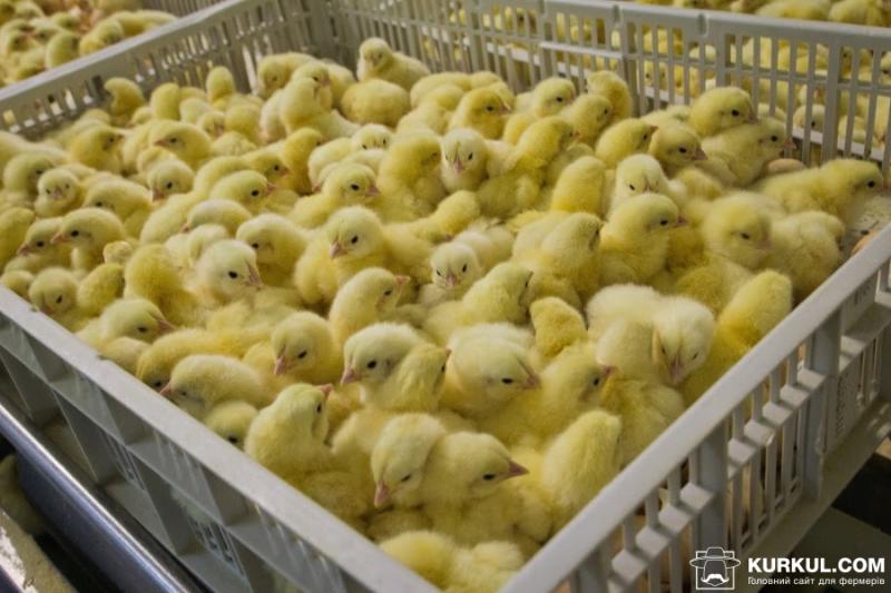 Україна експортуватиме молодняк птиці до Боснії та Герцеговини