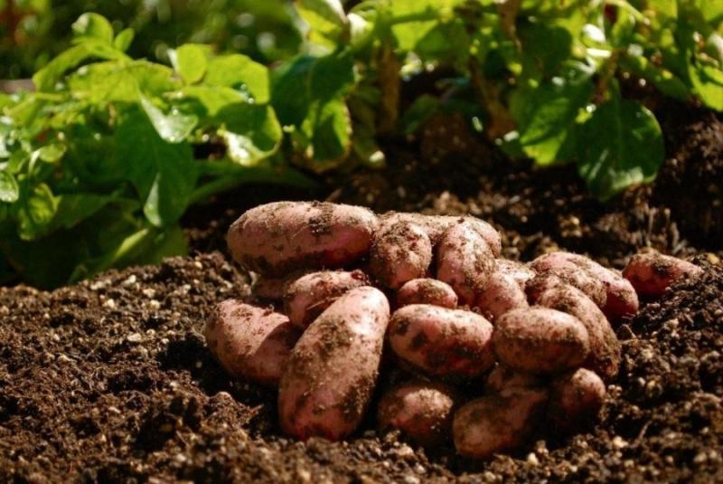 Китайці інвестуватимуть в українське картоплярство