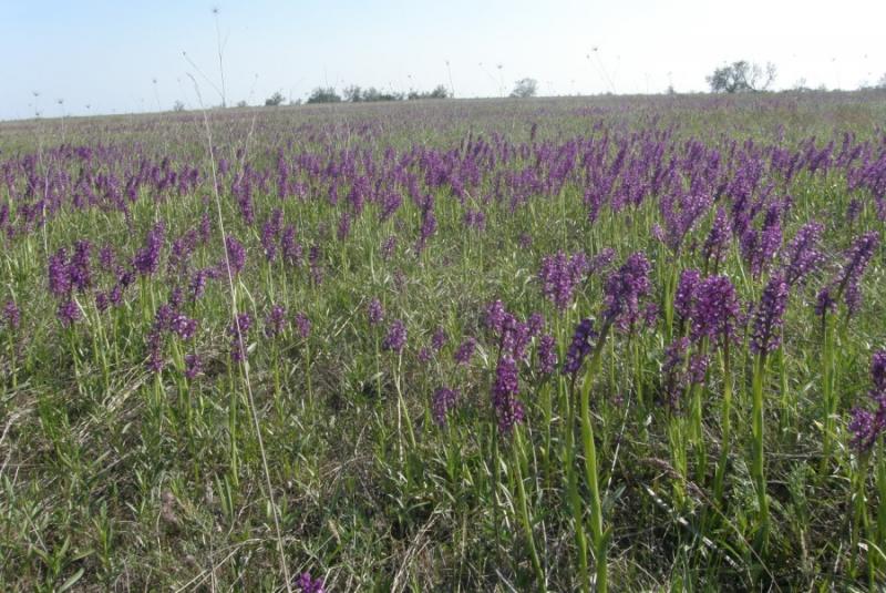 На Миколаївщині розквітло орхідне поле