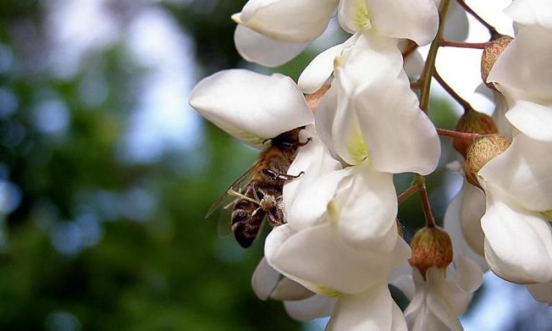 Через дощі бджолярі можуть недобрати 40% весняного меду