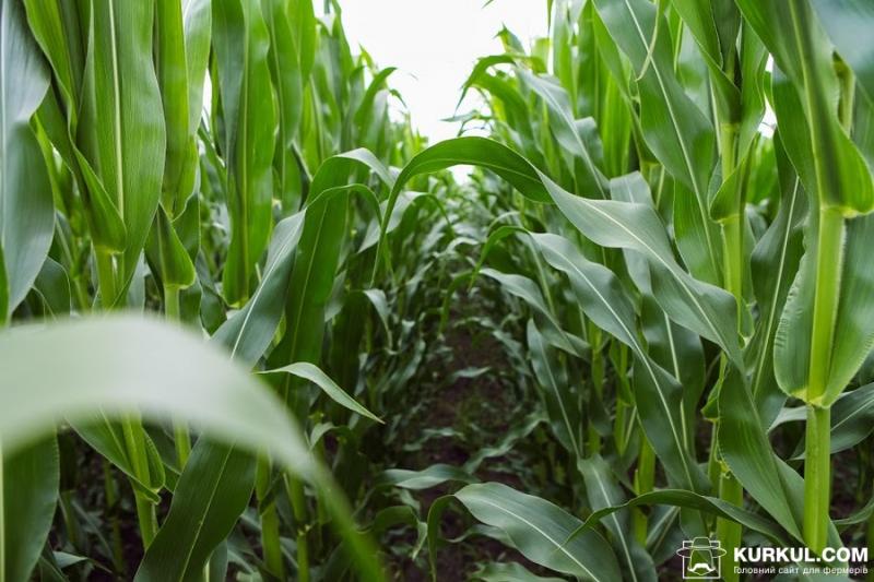 Ефективний захист кукурудзи забезпечують бакові суміші — експерт