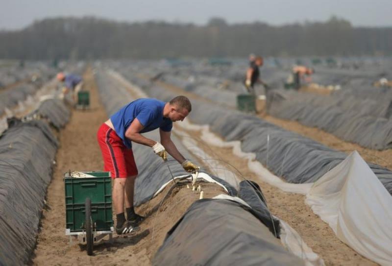 Німеччина планує залучати українців до робіт на фермах