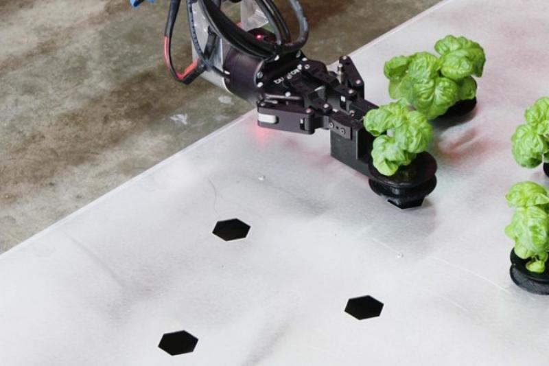 Американська компанія зібрала перші овочі вирощені роботами