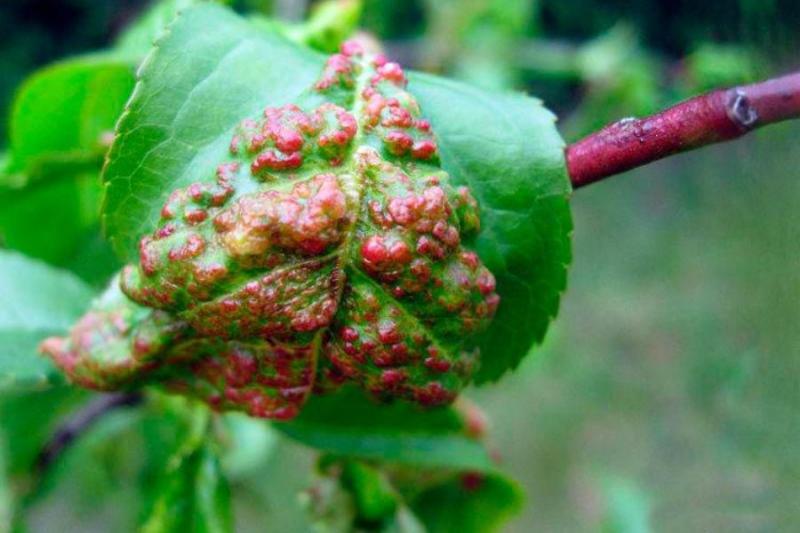 На Прикарпатті персикам загрожує небезпечне захворювання