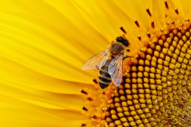 Загибель бджіл призведе до втрати 75% продовольчих культур