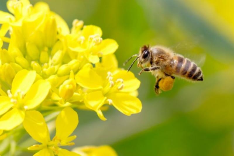 На Одещині загинуло понад 2 млн бджіл
