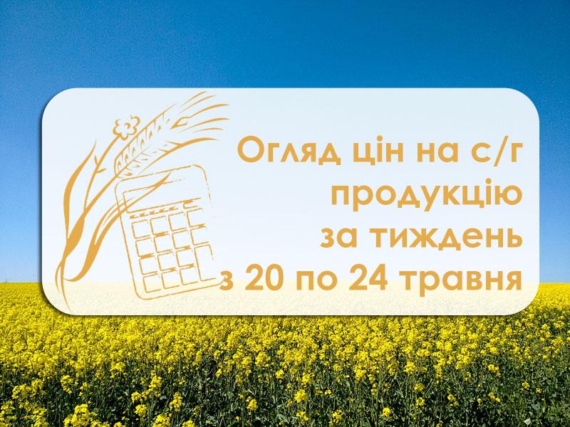 Вартість кукурудзи та соняшнику стабілізувалась — огляд цін на с/г продукцію за тиждень з 20 по 24 травня