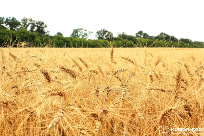 Урожай ранніх зернових буде на рівні минулого року — Мінагрополітики