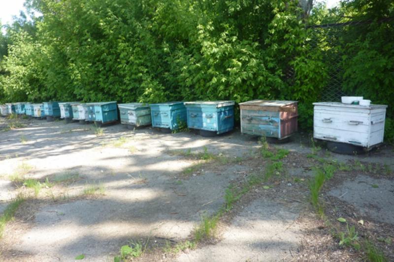 Сторожові бджоли з’явилися на фермі на Херсонщині