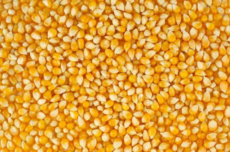 Фермери відкладають контрактування кукурудзи через нестабільні ціни
