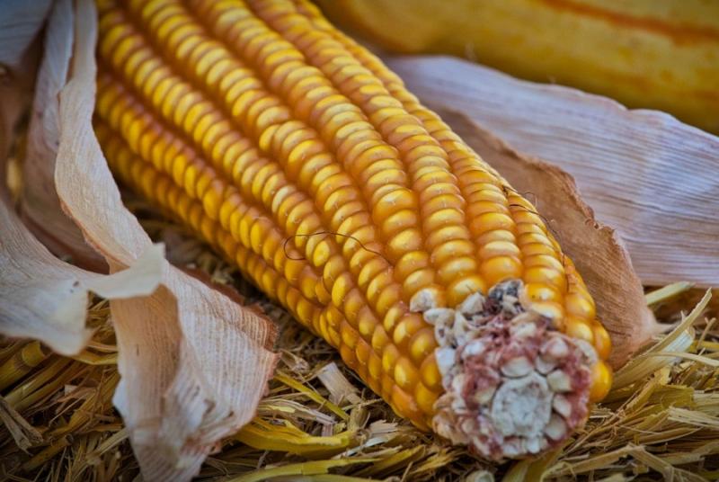 Кількість ф'ючерсних контрактів на кукурудзу стрімко зросла
