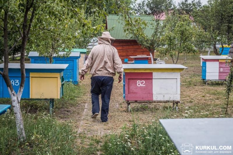 Рекордний мор бджіл зафіксували цього року по всій Україні