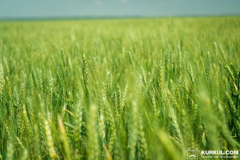 Фермери очікують кращий урожай пшениці, ніж торік