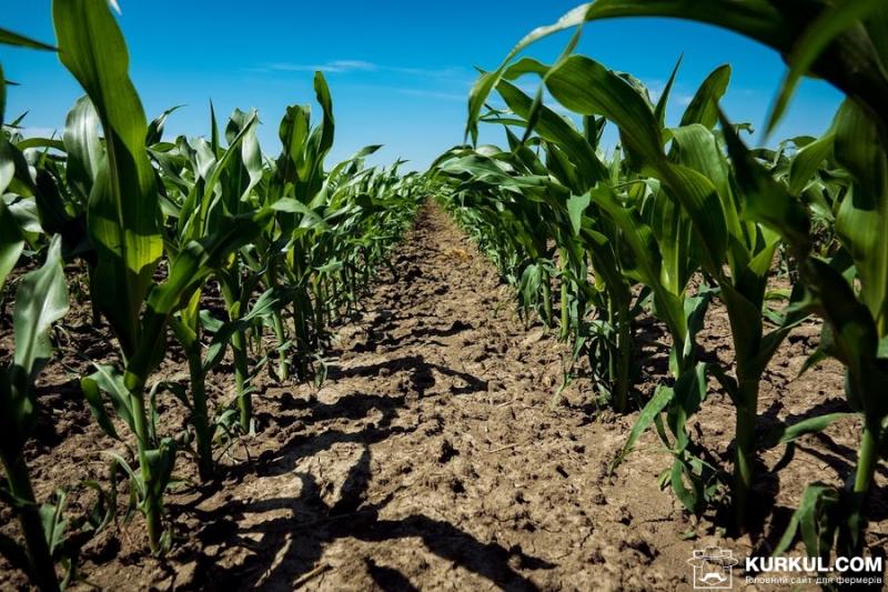 Сходи кукурудзи в США на 20% нижчі, ніж минулого року