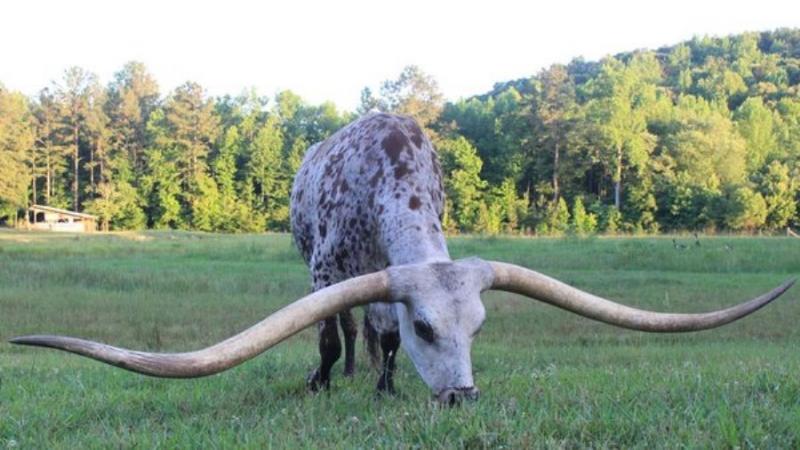 Завдяки 3-метровим рогам бик потрапив до Книги рекордів Гіннеса