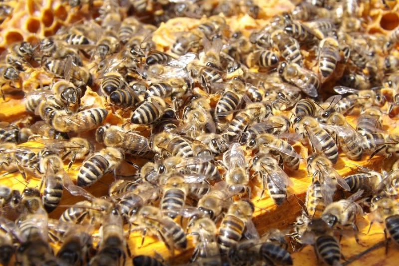 На Волині масово загинули бджоли