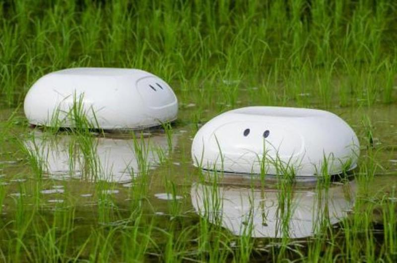 Роботи захищатимуть рисові поля від бур’янів