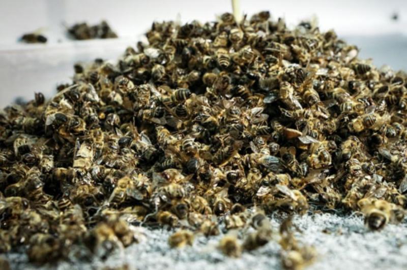 Депутат ініціює штрафи розміром 2 млн грн за отруєння бджіл