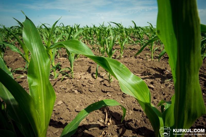 На Чернігівщини кукурудзою засіяли найбільшу площу в історії