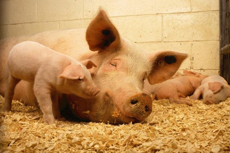Поголів'я свиней знизиться на 35% — прогноз