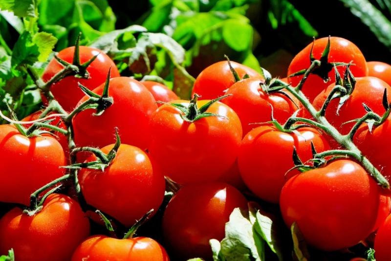 Ціни на томати не знизяться до кінця місяця — трейдери