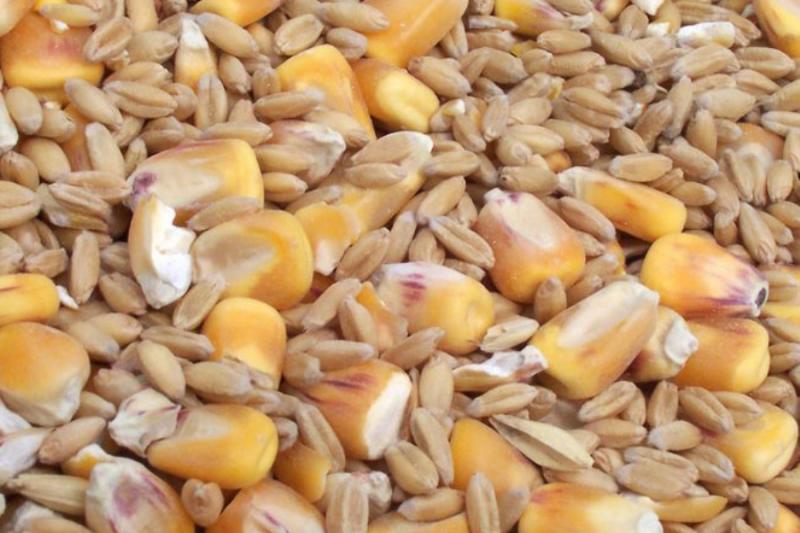 Китай у травні скоротив імпорт кукурудзи та пшениці