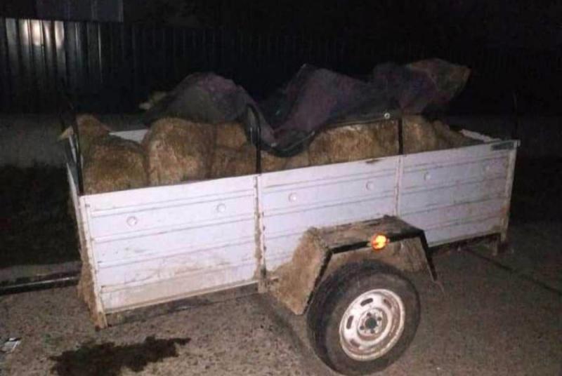 На Одещині у фермера викрали отару овець