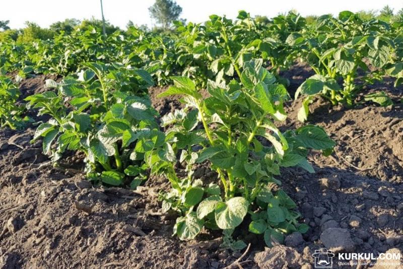 Збільшення урожайності картоплі прогнозують у ЄС