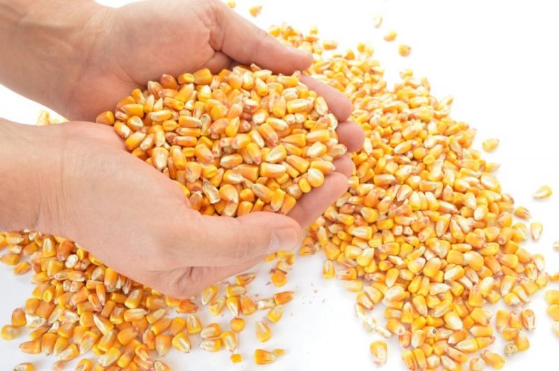 За три роки Україна збільшить експорт зерна до 70 млн тонн — прогноз