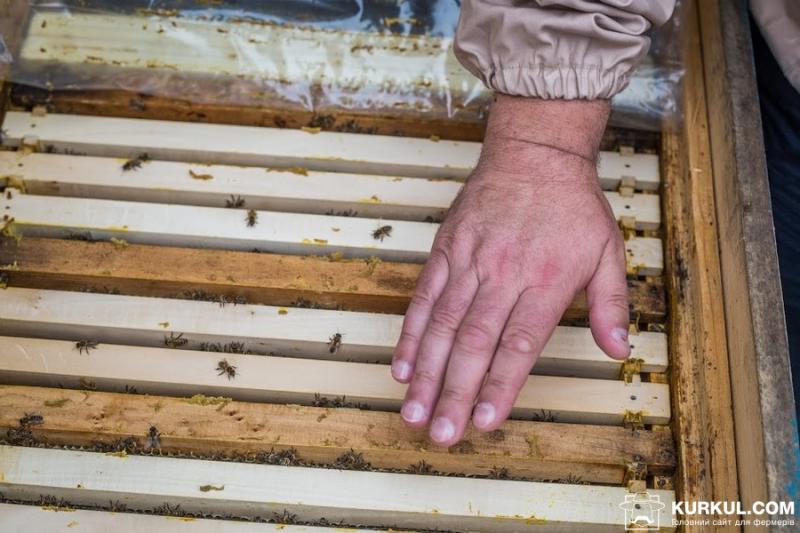 Кількість бджолосімей в державних лісгоспах зросла