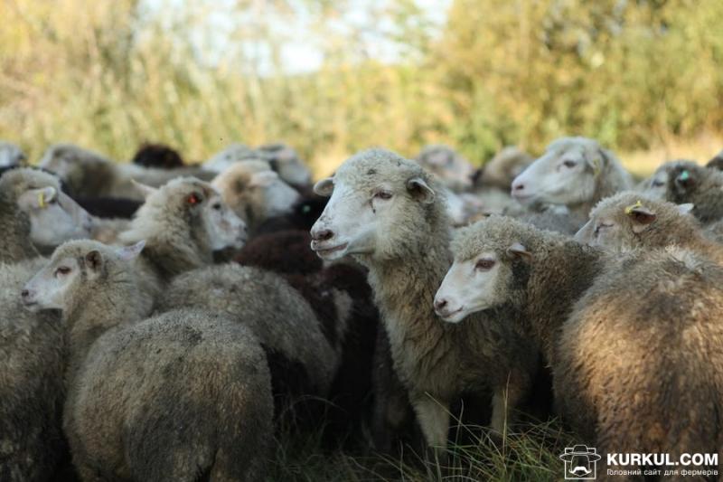Фермери просять прийняти закон про розвиток вівчарства