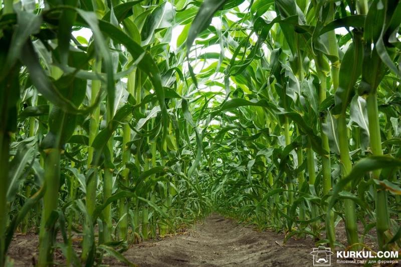 Прогноз світового виробництва кукурудзи знизили на 23 млн т