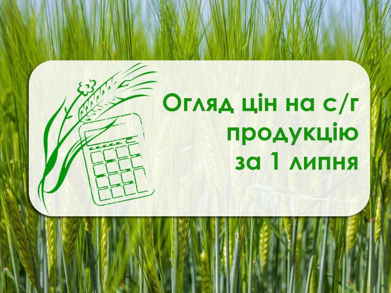 У портах Одещини зросла ціна ріпаку та пшениці фуражної — огляд цін на с/г продукцію за 1 липня 