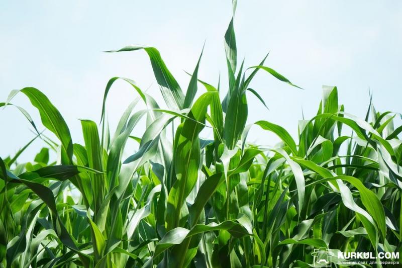Стан посівів кукурудзи в США удвічі гірший, ніж минулого року