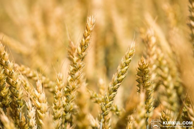 Урожайність зернових на Полтавщині перевищила минулорічні показники