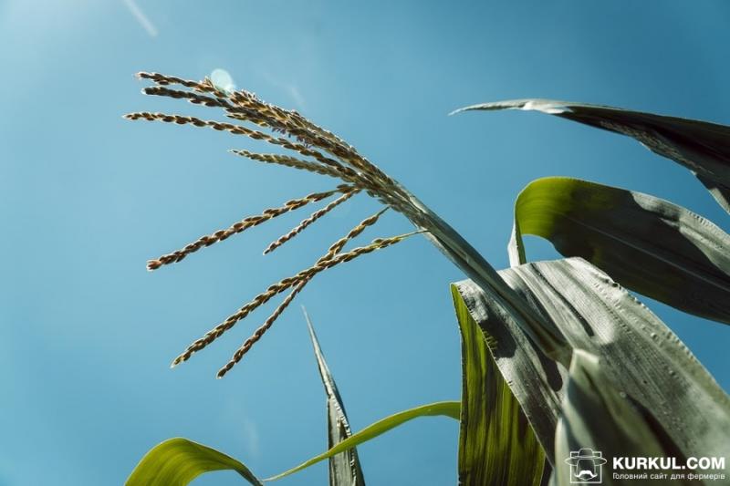 Посіви кукурудзи в США перевищили очікування учасників ринку