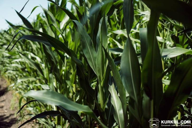 Цей рік стaв нaйгіршим для виробників кукурудзи в США
