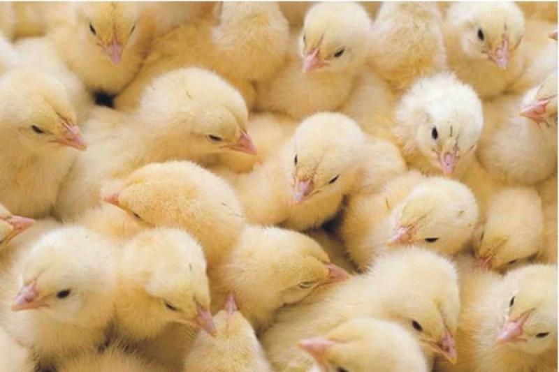 На Рівненщині фермер планує вирощувати курчат-бройлерів