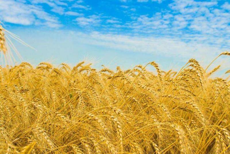 Збір пшениці на Черкащині затримується через нерівномірне дозрівання 