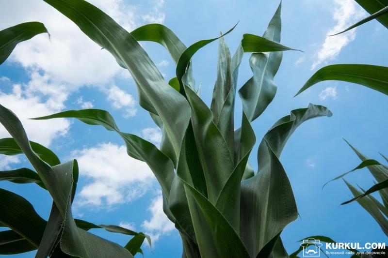 Стан кукурудзи в США все ще гірший за минулорічний