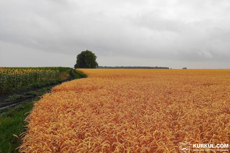 Пшениця цьогоріч знизилась в ціні на третину — фермер