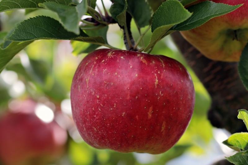 Урожай яблук скоротиться на третину — прогноз