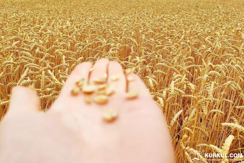 На Херсонщині вартість озимої пшениці впала до мінімуму