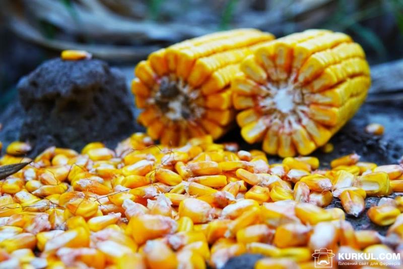 Світові запаси кукурудзи скоротяться на 12% — прогноз