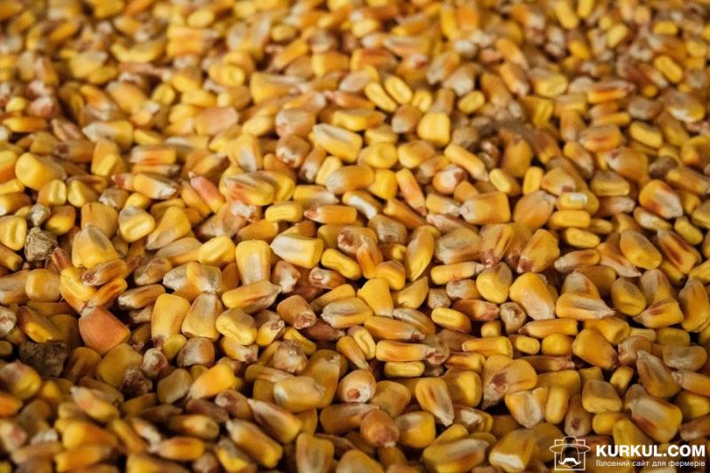 Виробництво кукурудзи в Україні зросте — прогноз USDA